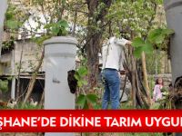 GÜMÜŞHANE'DE DİKİNE TARIM UYGULAMASI