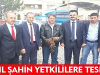 KIZIL ŞAHİN YETKİLİLERE TESLİM