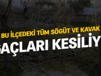 TÜM SÖĞÜT VE KAVAK AĞAÇLARI KESİLİYOR