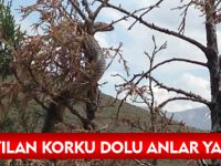 DEV YILAN KORKU DOLU ANLAR YAŞATTI