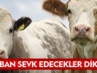 KURBAN SEVK EDECEKLER DİKKAT