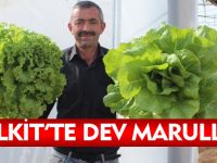 KELKİT'TE DEV MARULLAR