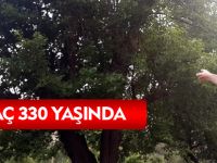 O AĞAÇ 330 YAŞINDA