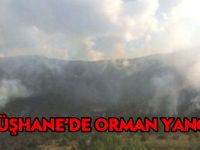 GÜMÜŞHANE'DE ORMAN YANGINI