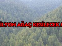 1 MİLYON AĞAÇ KESİLECEK Mİ?