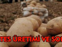 PATATES ÜRETİMİ VE SORUNLARI