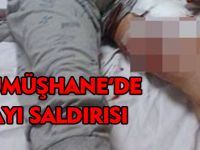 GÜMÜŞHANE'DE AYI SALDIRISI