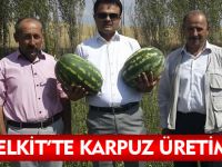 KELKİT'TE KARPUZ ÜRETİMİ