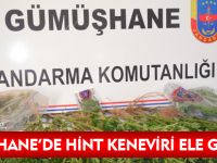 GÜMÜŞHANE'DE 32 KÖK HİNT KENEVİRİ ELE GEÇİRİLDİ