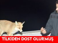 TİLKİDEN DOST OLUR'MUŞ