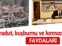 Karadut, kuşburnu ve kırmızı dut faydarı
