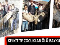 KELKİT’TE ÇOCUKLAR ÖLÜ BAYKUŞ BULDU