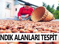 FINDIK ALANLARI TESPİT EDİLDİ