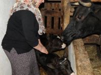Bartın’da besicinin ikiz buzağı sevinci