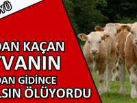 AHIRDAN KAÇAN HAYVANININ ARDINDAN GİDİNCE AZ KALSIN ÖLÜYORDU