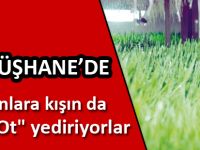 Hayvanlarına kışın da "taze ot" yediriyorlar