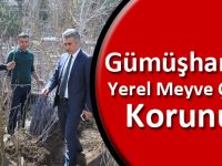 Gümüşhane’de Yerel Meyve Çeşitleri Korunuyor