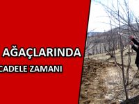 MEYVE AĞAÇLARINDA ZİRAİ MÜCADELE ZAMANI