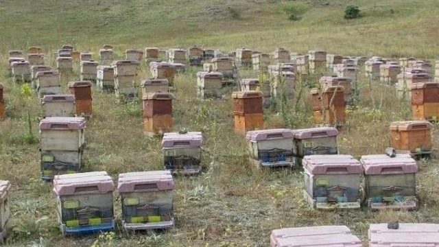 Doğu Karadeniz'de Arıcılık Alarm Veriyor
