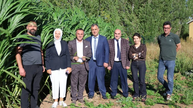 Gümüşhane Üniversitesi’nden Hayvancılığa Alternatif Yem Hamlesi: Fil Otu — Fotoğraf 1