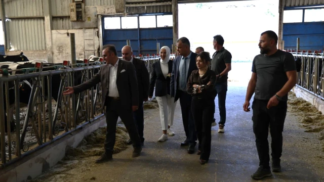 Gümüşhane Üniversitesi’nden Hayvancılığa Alternatif Yem Hamlesi: Fil Otu — Fotoğraf 4