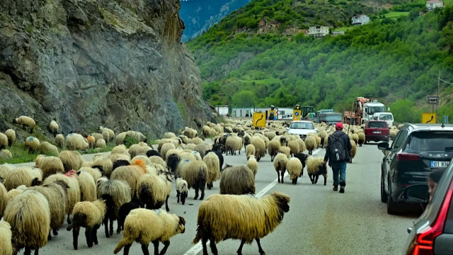 Gümüşhane yaylalarına geleneksel küçükbaş hayvan göçü başladı