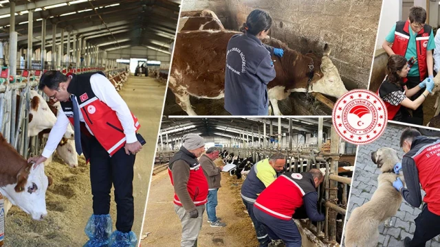 Gümüşhane’de Hayvanlara Yönelik 241 Bin 536 Koruyucu Aşı Uygulaması Yapıldı