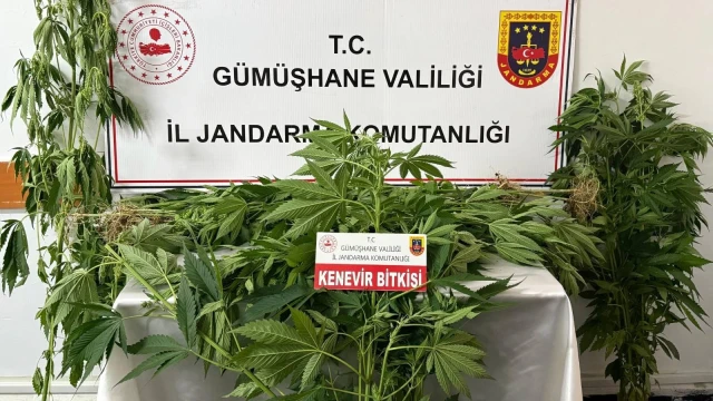 Gümüşhane’de Jandarmadan kenevir operasyonu