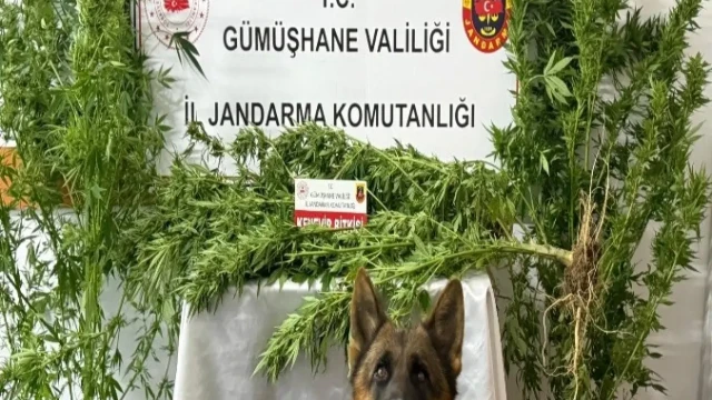 Gümüşhane’de Jandarmadan Uyuşturucu Operasyonu: 2 Gözaltı