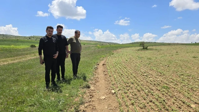 Gümüşhane’de Karabuğday İçin Yeni Kalkınma Hamlesi
