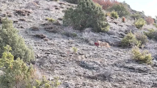 Gümüşhane’de Kurt Sürüsünün Av Mesaisi Kameraya Yansıdı