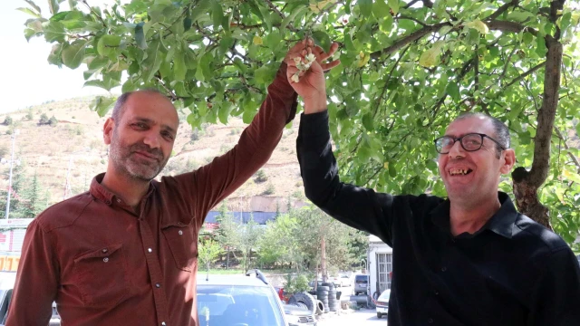 Gümüşhane'de mevsimi şaşıran elma ağacı çiçek açtı