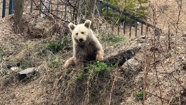 Gümüşhane'de şaşırtan manzara! Vatandaşlar 'Koca Oğlan'ı ekmekle besledi