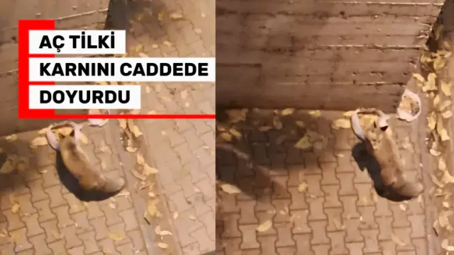 Gümüşhane’de Tilki şehrin göbeğinde karnını doyurdu!