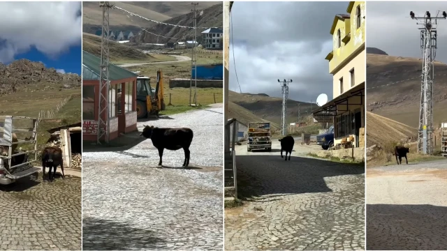 İneklerin hüzünlü ayrılığı sosyal medyada gündem oldu