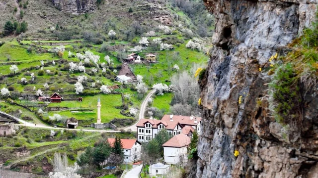 Kayaların göbeğinden altın gibi fışkırıyor: Görenler gözlerine inanamadı!