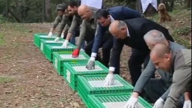 Kelkit’te üretildi, Ordu’da doğaya salındı