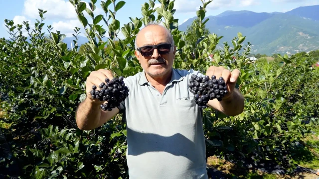 Kürtün’ün "Süper Meyvesi" Aronyada Hasat Bereketi Yaşandı