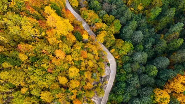 Örümcek Ormanları Görenleri Hayran Bırakıyor!