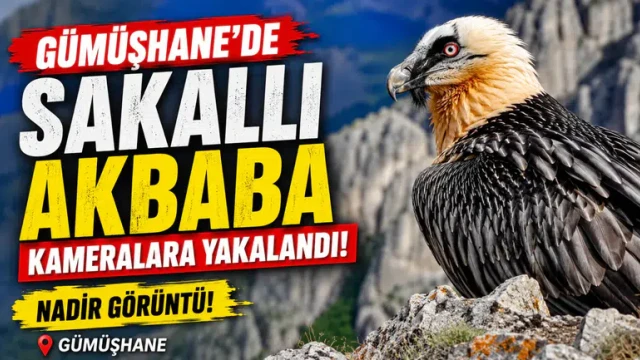 Sadece kemikle beslenen "Sakallı Akbaba" Gümüşhane'de görüntülendi