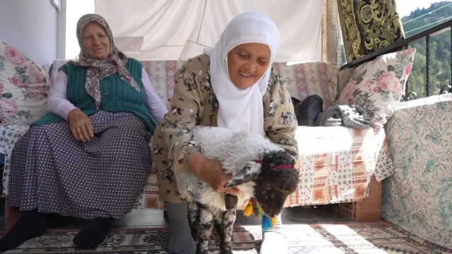 Torul'da Sıradışı Bir Sevgi Hikayesi: Boncuk Kuzu Ailenin Bir Ferdi Oldu