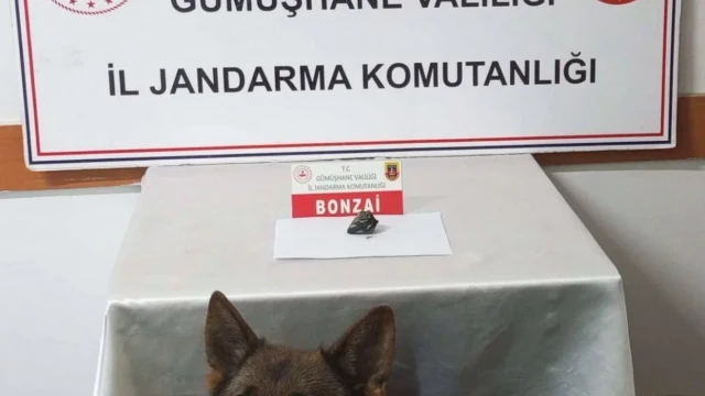 Trabzon’dan Gümüşhane’ye Bonzai Getiren 3 Şüpheli Yakalandı