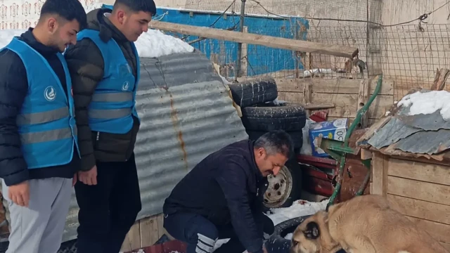 Ülkü Ocaklarından sokak hayvanlarına mama desteği