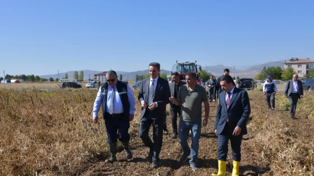 Vali Baruş, Kelkit’te traktörle fasulye hasadı yaptı