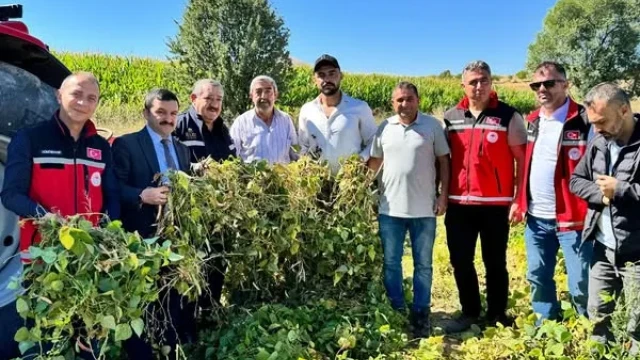 Yeşilova Köyü’nde Fasulye Hasadı Tamamlandı