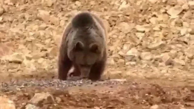Yol kenarındaki ayıya 'Hamsi Ziyafeti' verdiler