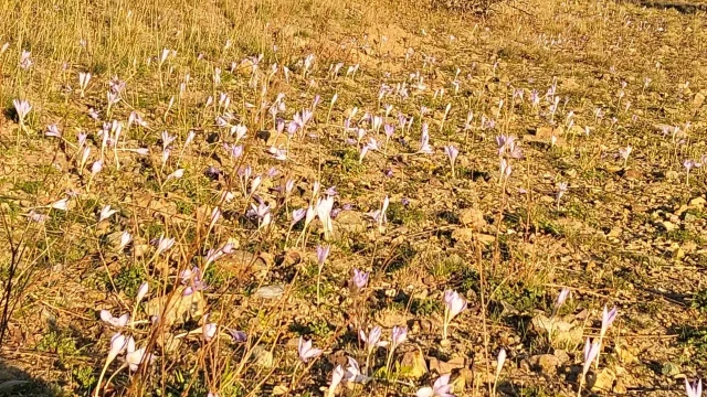 Ballıca Köyü Sakinleri Geleneksel Yayla Göçünü Kutlamalarla Gerçekleştirdi — Fotoğraf 1