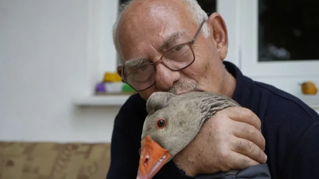 Gümüşhane'de dışlanan kaz "Juniour" İsmail Dede'nin gölgesi oldu