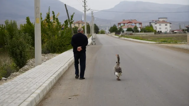 Gümüşhane'de dışlanan kaz "Juniour" İsmail Dede'nin gölgesi oldu — Fotoğraf 1