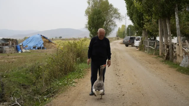 Gümüşhane'de dışlanan kaz "Juniour" İsmail Dede'nin gölgesi oldu — Fotoğraf 2